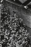 (TWENTIETH-CENTURY PHOTOGRAPHERS) Portfolio entitled ""10 Photographers"" [Women''s Campaign Fund],